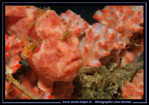 "King of the Camouflage..." Frog Fish in a Sponge... Que ... by Michel Lonfat 